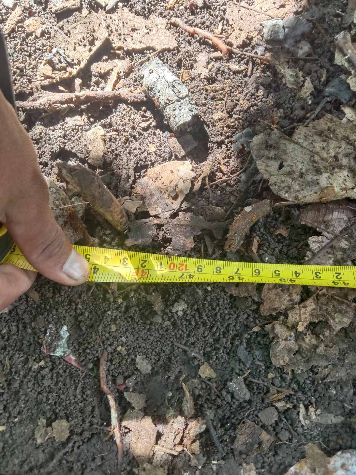 Root and soil measurement with tape during environmental survey