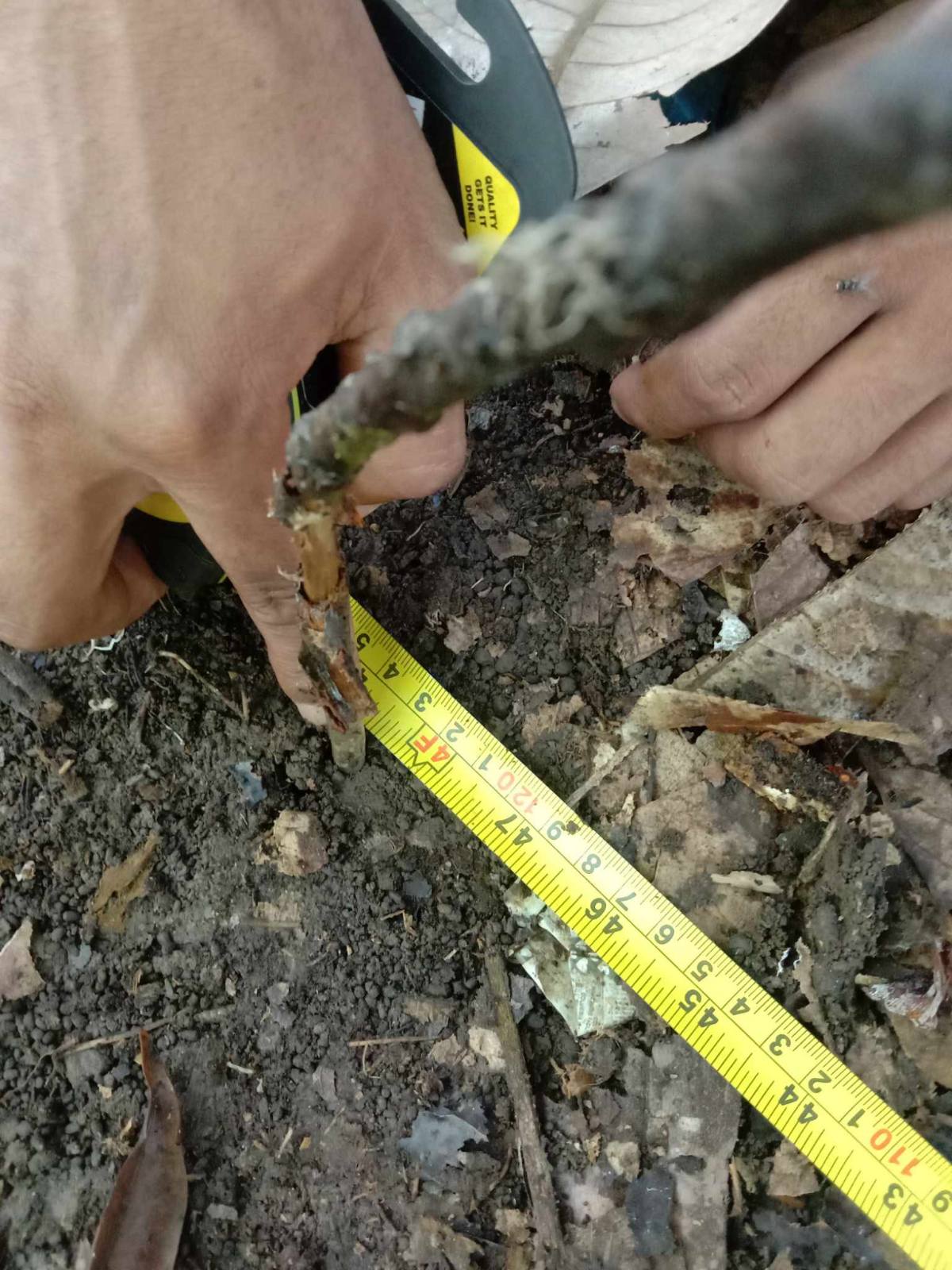 Soil and root measurement during environmental field survey